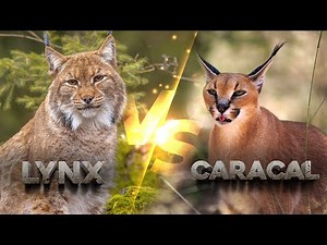Caracal & Lynx — Nature’s Quietest Predators