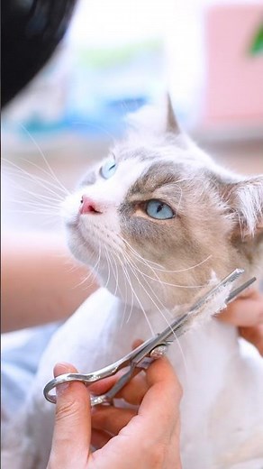 The Sweetest Blue-Eyed Cat Ever Groomed 😻🛁✂️ K-CAT Gyogam Grooming❤️