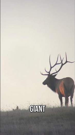 The “Island Bull” was a MEGA! #elkhunting #elk #hunting #bullelk