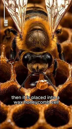 How Bees Make Honey