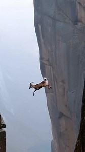 1.8M views · 10K reactions | Ibex goats  | ALL IN ONE FACT | Facebook