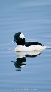 Mukul Soman on Instagram: "Dive of the bufflehead duck. An amazing moment as this beautiful bird dive into the placid surface of a pond. . . . . . . #bufflehead #birdstagram #birds_adored #birds_captures #birds_illife #birds_private #birds_nature #wildlife_perfection #epic_wildlife #slowmotionvideo #slowmotionchallenge #slowmotionking #nikoncreators #nikonoutdoors #featured_wildlife #wild #wilderness_culture #earthcapture"