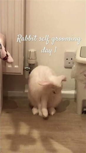 Day one of rabbit grooming 🤍#minilop #bunny #rabbit #pets #cute #cutebunny #funnybunny