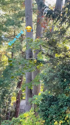 Blue bird refer to one of three species of North America birds know for their blue plumage such as the Easter Western & mountain blue birds enjoy 🩷🤩 #nonfollowersviewers #fbreelsfypシ゚viral #fbreelsfyp #fbreelviralvideo #digitalcreator #viewers #nonfollowers #beautiful #bluebirds | Isidra Cagande