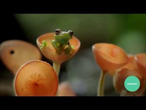 Amazonia - Abenteuer im Regenwald (Trailer DE)