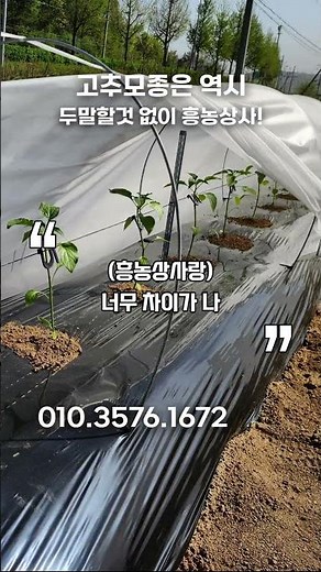 Incomparable chili pepper seedlings