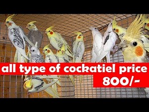all type of cockatiel price list india update in 2019