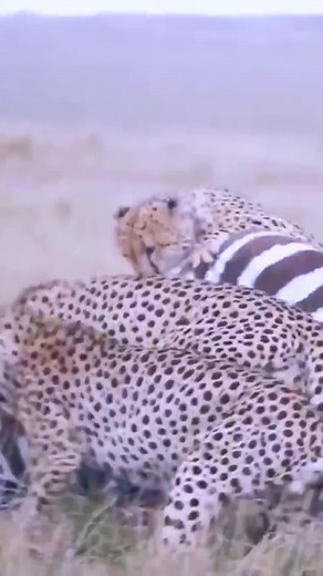 Five cheetah take down a zebra #zebra #cheetah #cheetahvszebra #cheetahhunt #cheetahattack #wildattack #wildanimals #wildlifeowners #wildlifephotos #wildlifeprotection #wildlifeofinstagram #wildlifeinspired #wildlifeplanet #wi_R