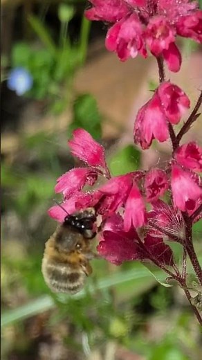 📸 Comment PHOTOGRAPHIER les premiers pollinisateurs ? 🐝🌺 #nature
