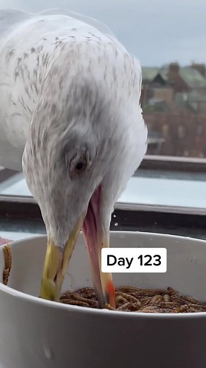 FeedingSteven on TikTok