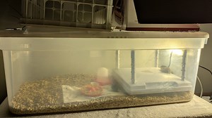 How to Build A Quail Brooder