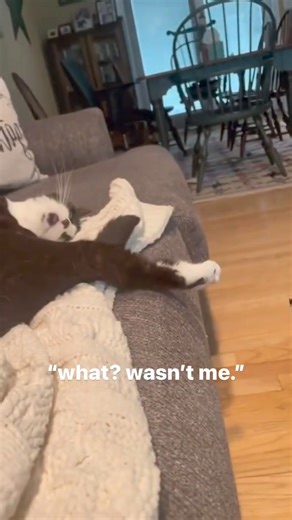 92K views · 2.1K reactions | "Nope, not me."  #funnycat #CatLove | CatLove | Facebook