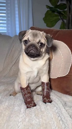 10K views · 14K reactions | Friday Mood 鸞✨ | Pugs | Facebook