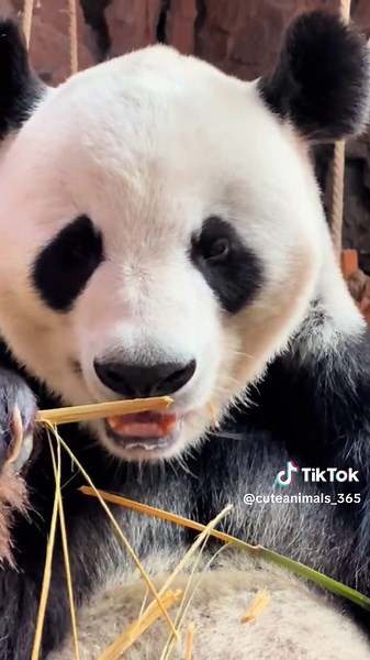 Do you want to give it a try? #panda #pandas #pandasoftiktok #pandapuppy #cute #fun #funnyvideos