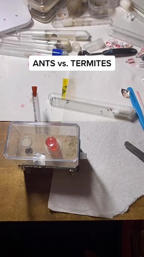 Ant Colony vs. Termite: Understanding the Battle of the Insects