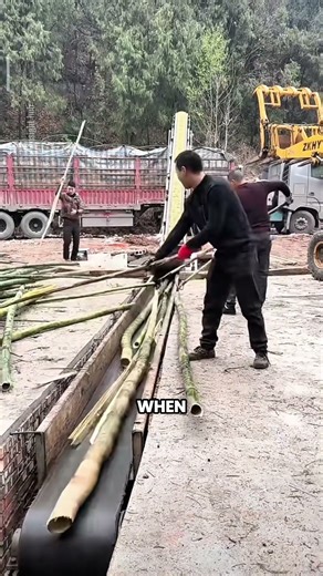 Charcoal Made from Bamboo, Not Trees | A More Sustainable Alternative