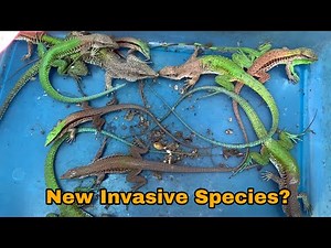 New invasive lizards Populate Florida’s ecosystems!! What are they?!?