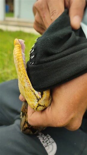 Mangjalu Kameramen on Instagram: "Python teeth structure 🐍"