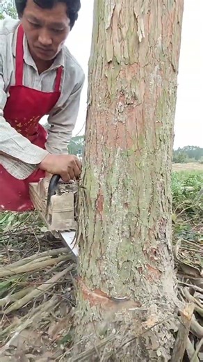 How to Safely Cut Down a Tree with a Chainsaw 🌲