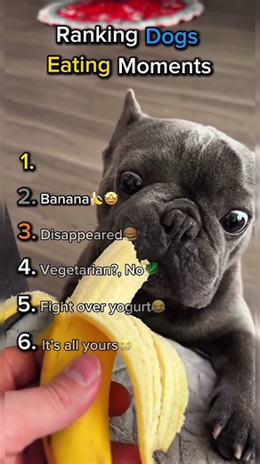 Ranking Dogs Eating Moments