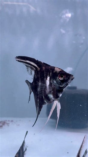 Beautiful Angelfish swimming in my aquarium. don’t forget to like & subscribe!