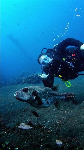 Relaxed Diving in Tulamben #scubadiving #adventuresport #travelbali #underwater