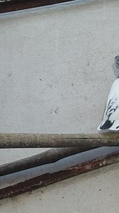 For Pigeon Supplement Visit https://bhopalpigeons.com/ #pigeon #kabutar #bhopalpigeon #bhopalpigeons #pigeons | Bhopal Pigeons