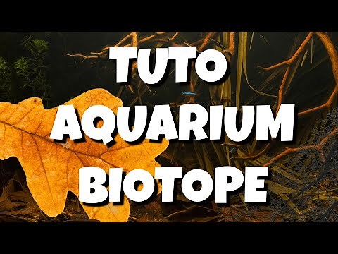 Guide complet pour faire un aquarium BIOTOPE de A à Z