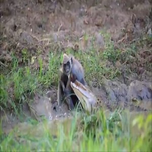 70K views · 470 reactions | Crocodile vs Grey Langur Monkey Struggle of Life and Death #animals #animalsattack #hunting #wildlife #wildlifephotography #animalswildlife | ABMCI Mission Bouaké | Facebook