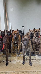 10K views · 31K reactions | #ThePresaPack Never stops training 﫳 .. . #dogfacek9 #presacanario #dogoftheday #reels #reelsinstagram #reelitfeelit #puppy #dogstagram #puppies #dogsofinstaworld #torontodogs #dogtraining #dogtrainer #toronto #canada #impressive #camo #usa #canecorso #bully #dogs | Evan Kampen | Facebook