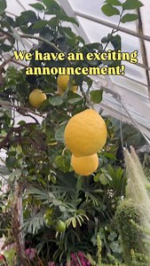 Calling all lemon lovers🍋💛 We are hosting a very special event on February 25th that we have never done before… a lemon tasting!!! Our event will feature a raffle with lemon-themed prizes, a variety of snacks made from our very own lemons, an art activity led by @joellehantonart and more! Get your tickets now at the link in our bio. We expect to sell out quickly. #wwseymourbotanicalconservatory #parkstacoma #tacoma #wrightparktacoma #whenlifegivesyoulemons | WW Seymour Botanical Conservatory
