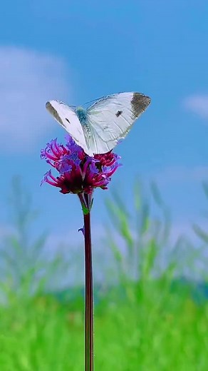 Captivating Butterfly on Purple Flower in Nature