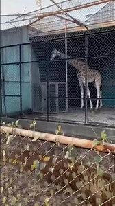 Abandoned Zoo Discovery Turns Into Giraffe Rescue #animalrescue #giraffe #zoo #heartwarming #rescue