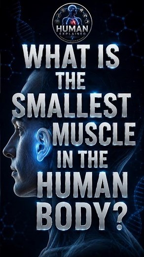 What Is the Smallest Muscle in the Human Body?