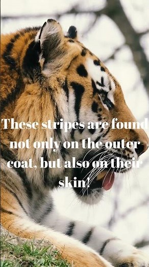 3 interesting facts about tigers