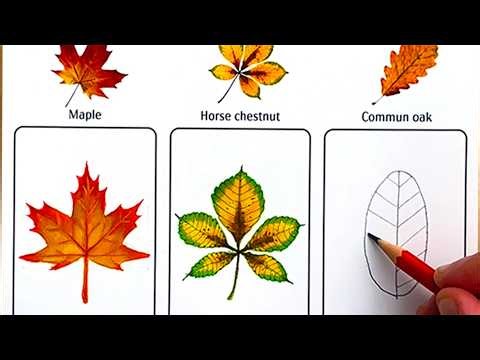 How to Draw 3 Realistic Autumn Leaves 🍁