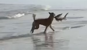 Dingo Pulls Shark From Surf in Most Australian Footage Ever
