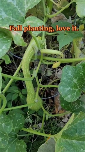 Who Doesn't Love Fall Gardening? || DHBG #gardening #garden #gardenlife #vegetables #veteran #texasgardener #texasgardening | Down-Home Backyard Gardening