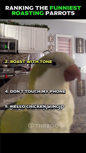 Ranking The Funniest Roasting Parrot 😂