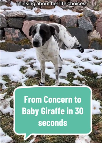 She came in from the snow whining and huddled in the bathroom so we panicked—turns out it was snow in her paw pads. The snow shoes, however… sent her back to factory settings. 10/10 for drama. #dogshoes #funnydog #doginsnow