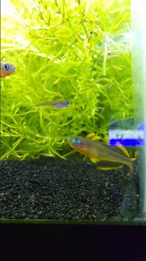 Everyone's favorite: The Forktail Rainbowfish! #fish #fishbreeding #rainbowfish #aquarium #rarefish