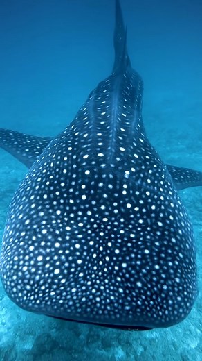 39K views · 1.6K reactions | Every whale shark has a unique pattern...