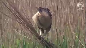 4.8K views · 42 reactions | Have you heard Britain’s loudest bird?...