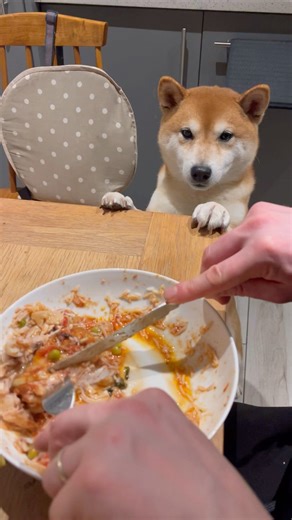 Tomato chicken time 🍅🍗 #柴犬 #shibainu #柴犬のいる暮らし #shiba #dogshorts