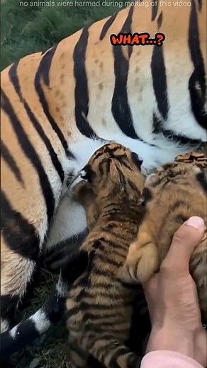 Angry Tigress 🐯 Rejected Her Own Baby 🥺? | A Heartbreaking Story #shorts