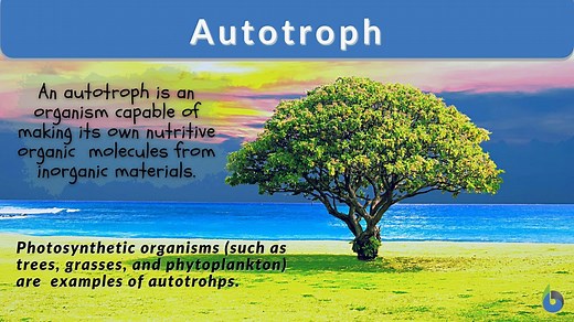 Autotroph - Definition and Examples - Biology Online Dictionary
