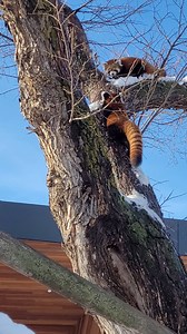 It's a beautiful day to get outside and explore - just ask Fred and George! | Edmonton Valley Zoo