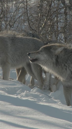 Nature on Instagram: "By working together, wolves can take down prey 20× their size."
