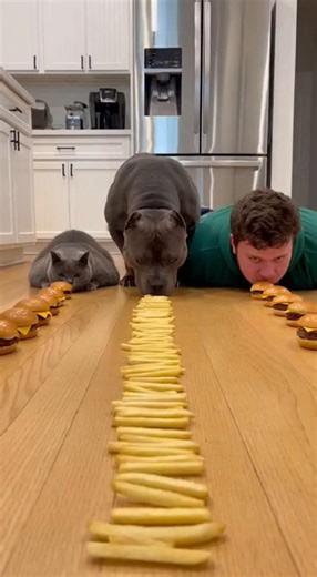 Dog vs Cat vs Human Burger Challenge?! Chaos Ensued 😂🍔 … Big Mistake 😭🐶 | Funny Food Challenge