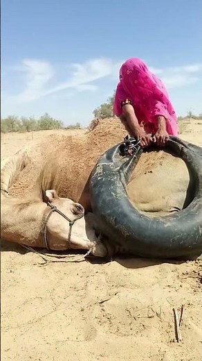 How does a camel survive the extreme heat of the desert? 🐪🔥